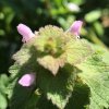Lamium purpureum